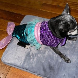 Small Dog costume, the little mermaid